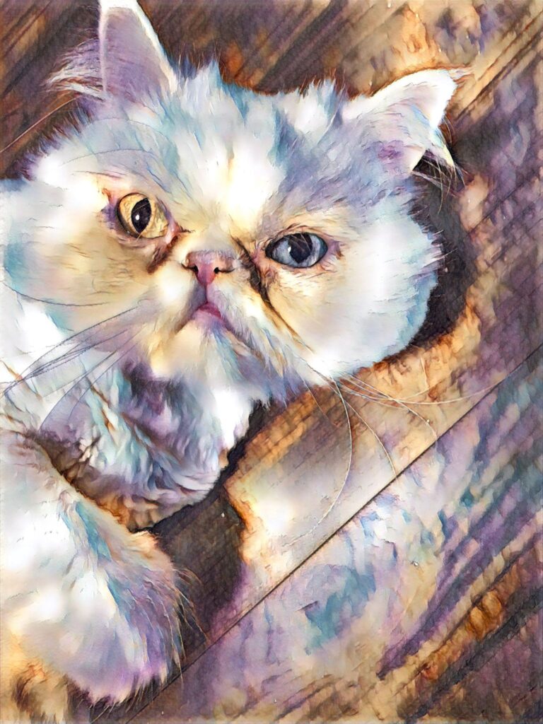 Jellybean, a white Persian cat with one golden eye and one blue eye