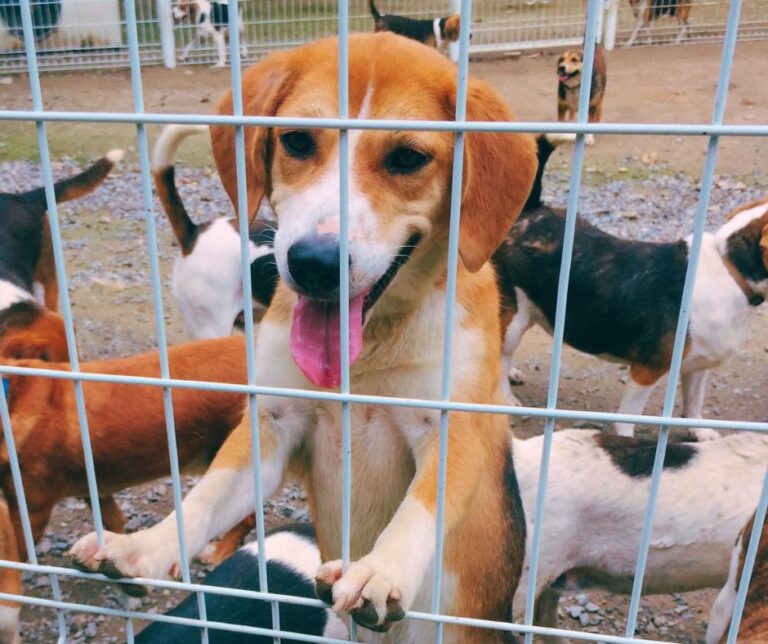 A big beagly day: Beagle Rescue Network saves dogs from laboratories in Korea