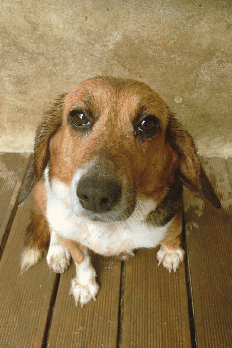 Sojungi the beagle, a resident of the Beagle Rescue Network shelter in 2019