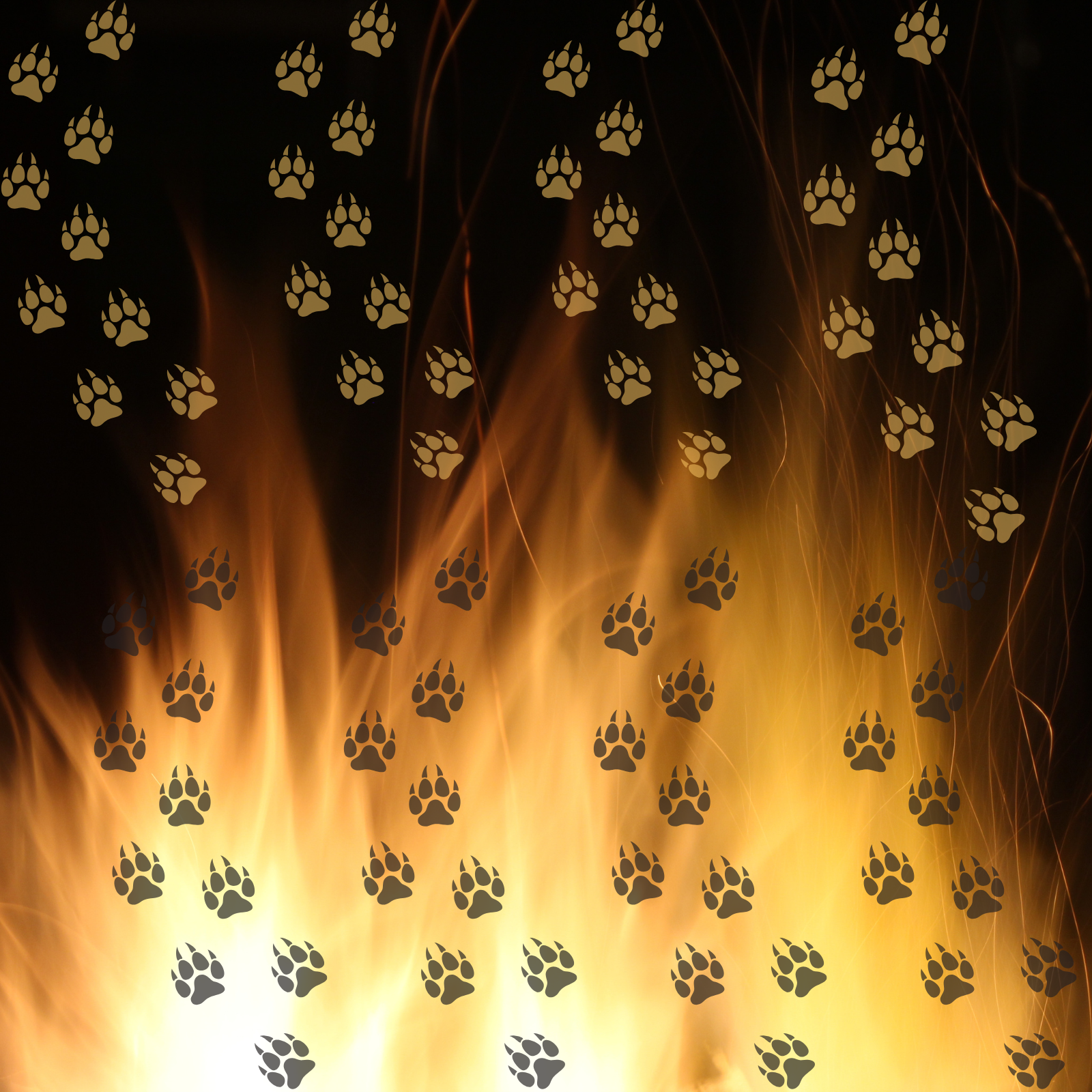 Paw prints against a fiery background